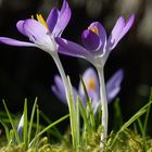 Krokusse, in meinem Garten