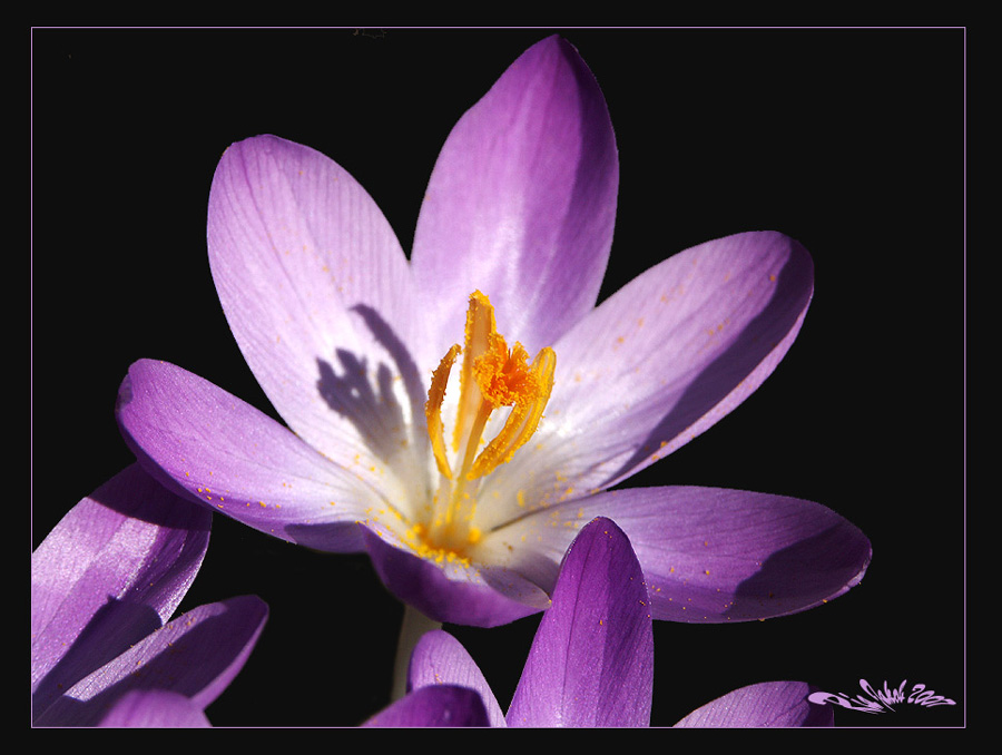 krokusse in meinem garten