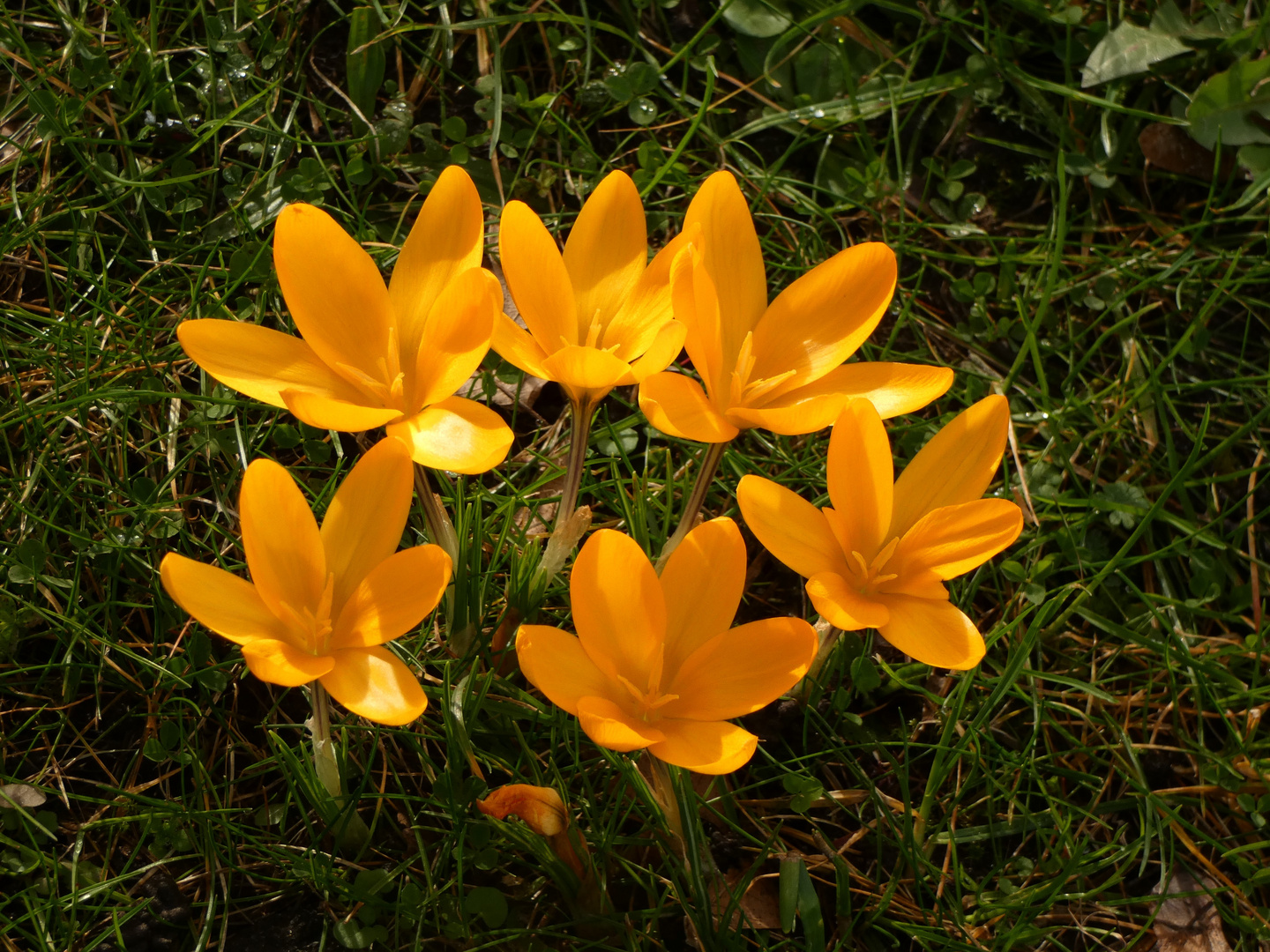 Krokusse in meinem Garten