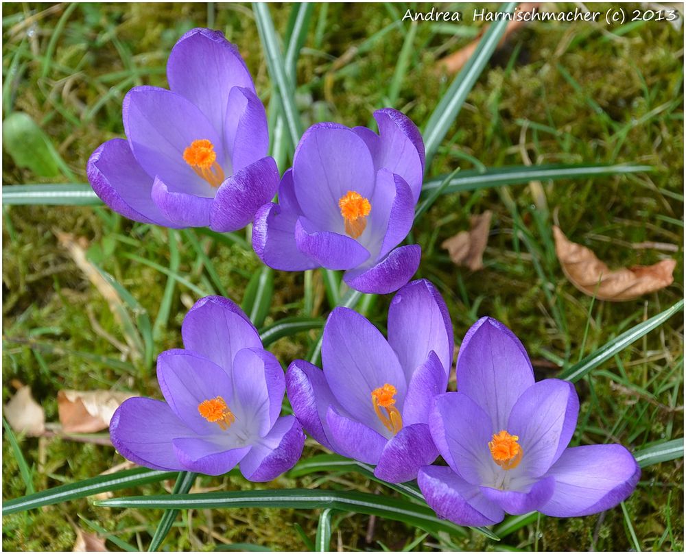 Krokusse in meiner Lieblingsfarbe Foto & Bild pflanzen, pilze