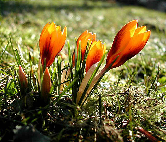 krokusse in nachbars garten 11.3.2009