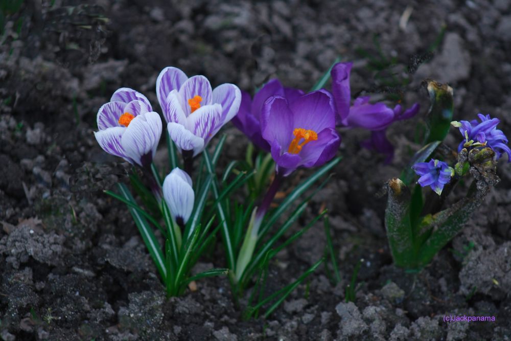 Krokusse in Nachbars Garten