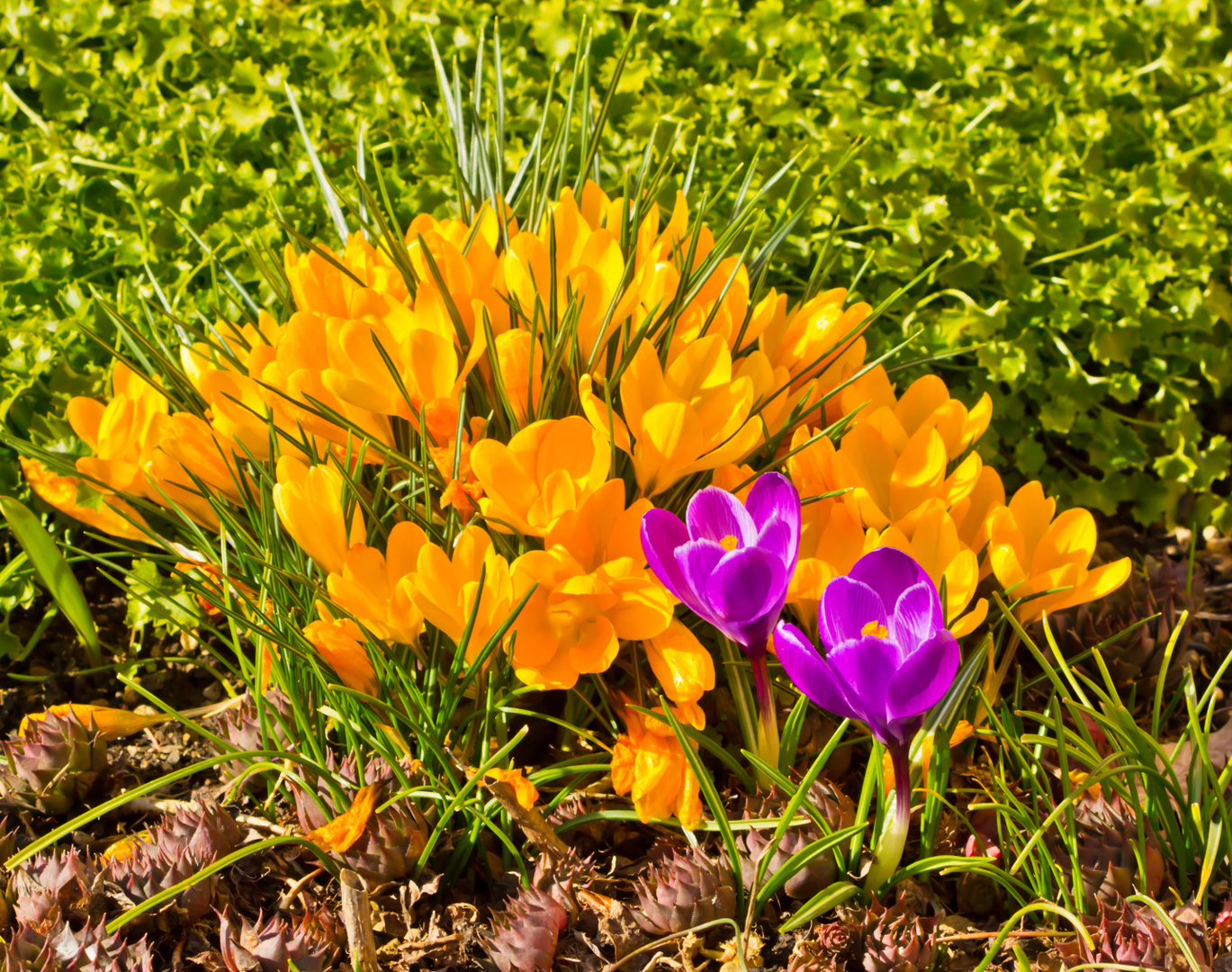 Krokusse in Nachbar's Garten