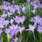 Krokusse in Nachbars Garten