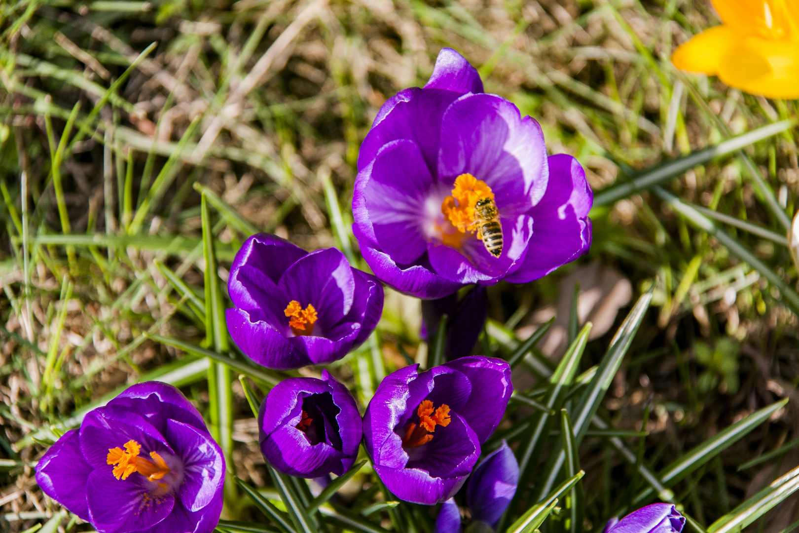 Krokusse in unserem Garten...