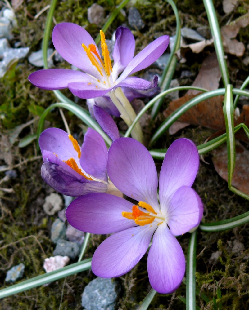 Krokusse in voller Blüte