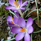 Krokusse in voller Blüte