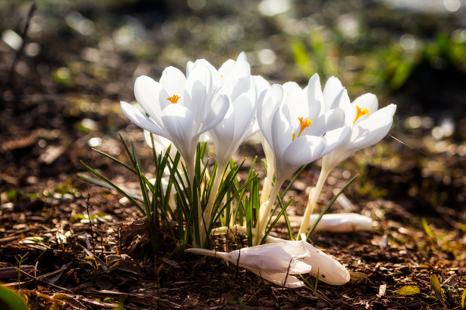 Krokusse in Weiß