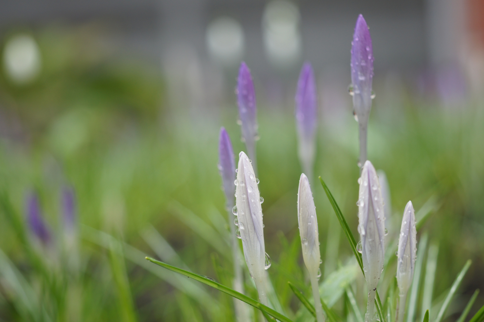 Krokusse in zarten Farben