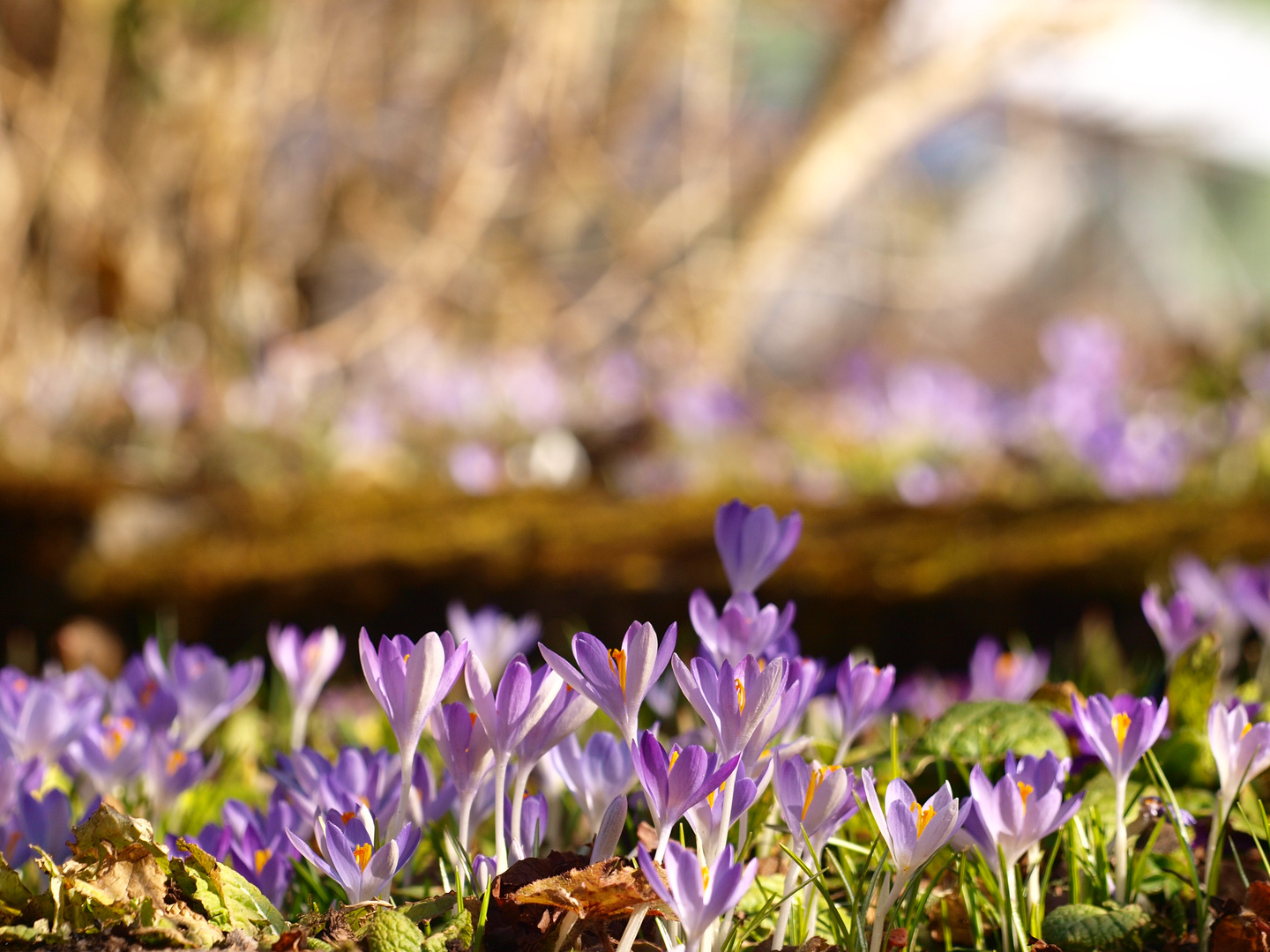 Krokusse, krokusse, krokusse, krokusse, krokusse ... :)