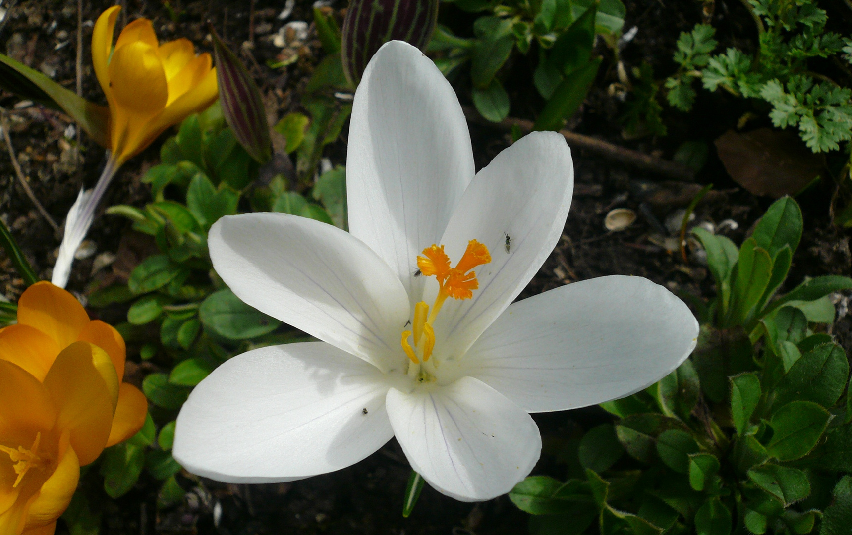 Krokusse kündigen den Frühling an