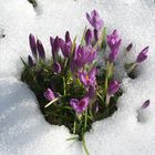 Krokusse lassen sich auch durch Schnee nicht aufhalten!