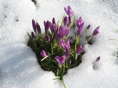 Krokusse lassen sich auch durch Schnee nicht aufhalten!