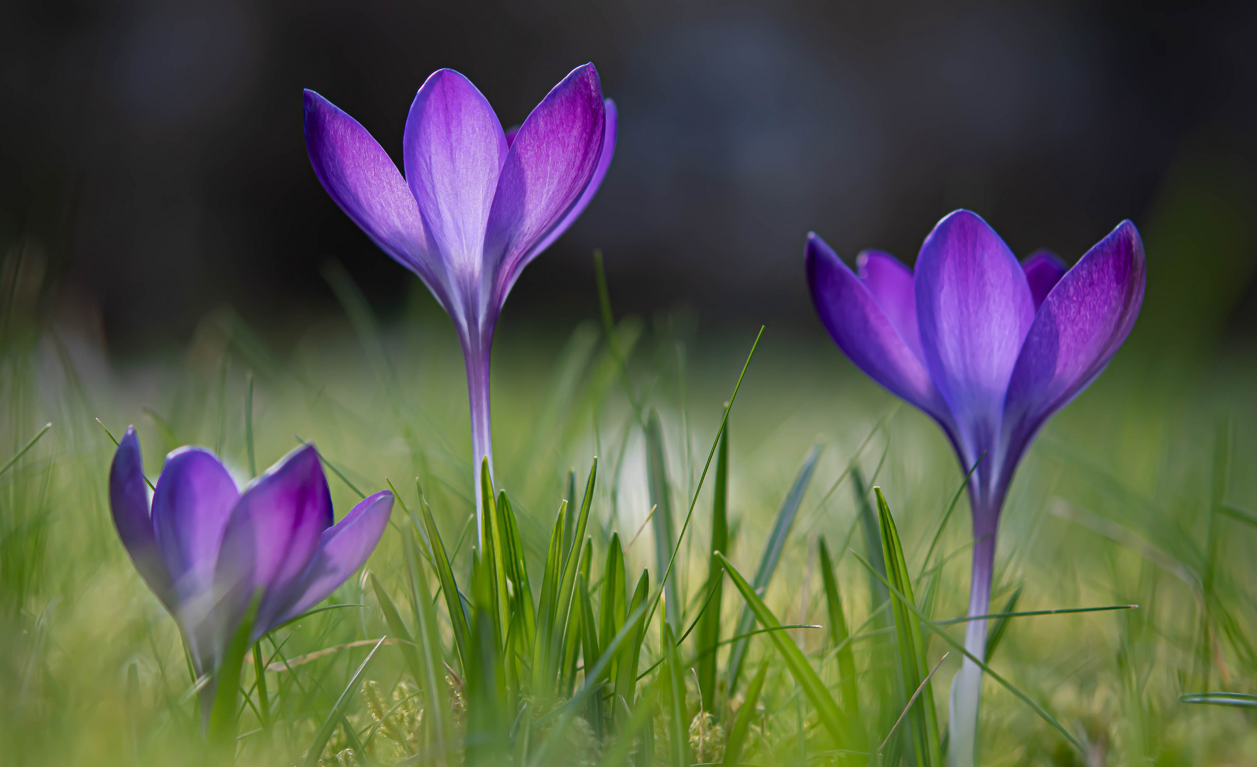 KROKUSSE LEUCHTEN