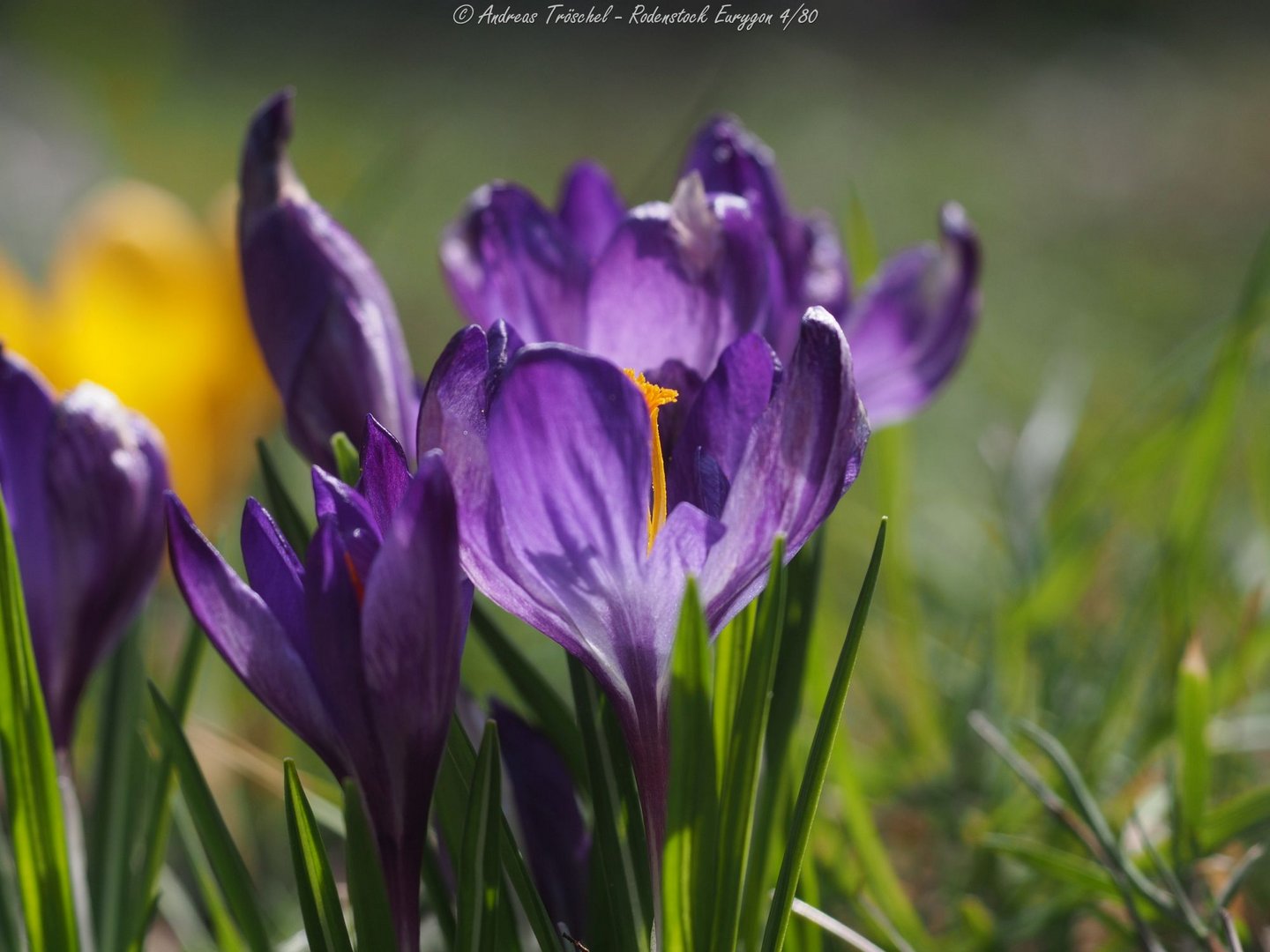 Krokusse, Lila Foto & Bild pflanzen, pilze & flechten, blüten