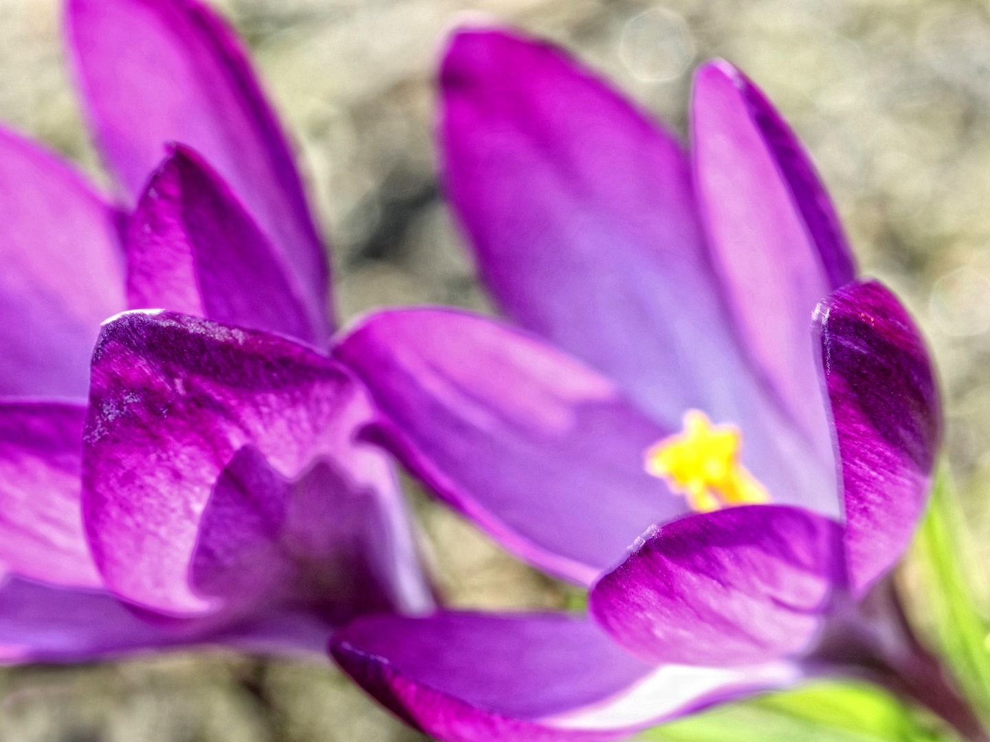 Krokusse mal anders! (siehe Beschreibung)