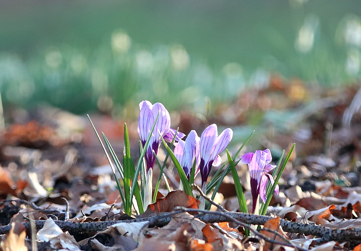 Krokusse mal zweifarbig....