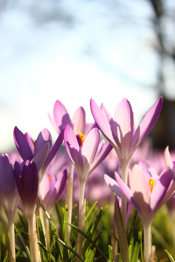 Krokusse Meets Dresden Foto Bild Pflanzen Pilze Flechten