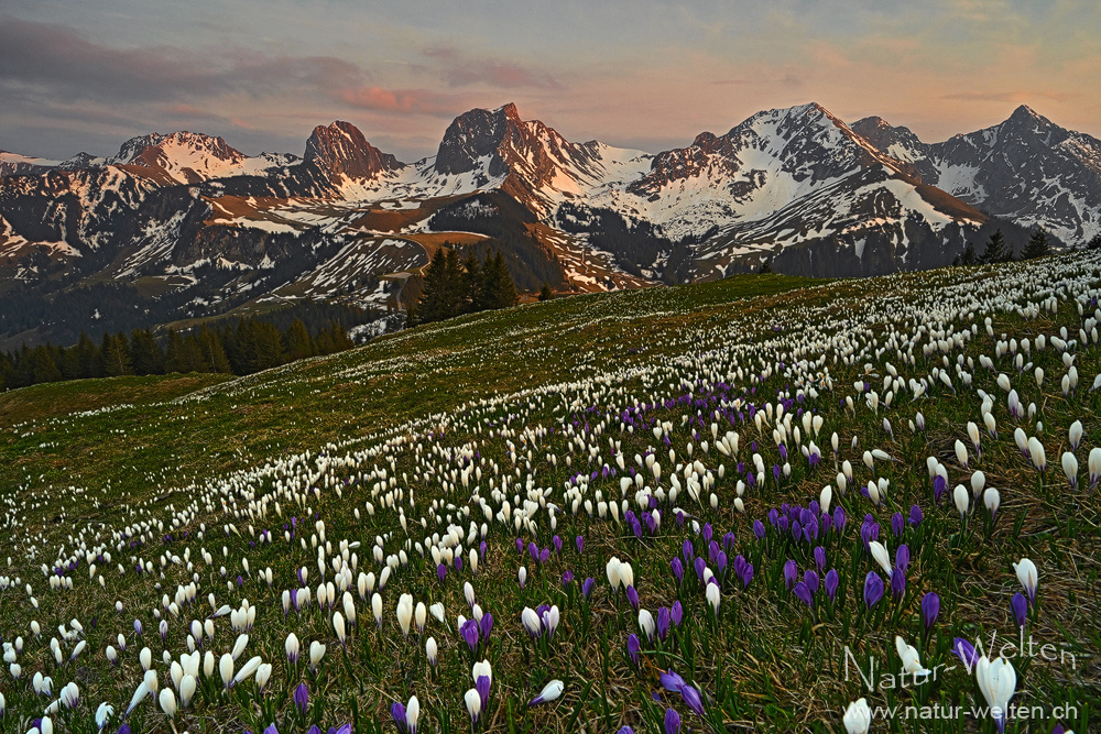 Krokusse mit Abendrot