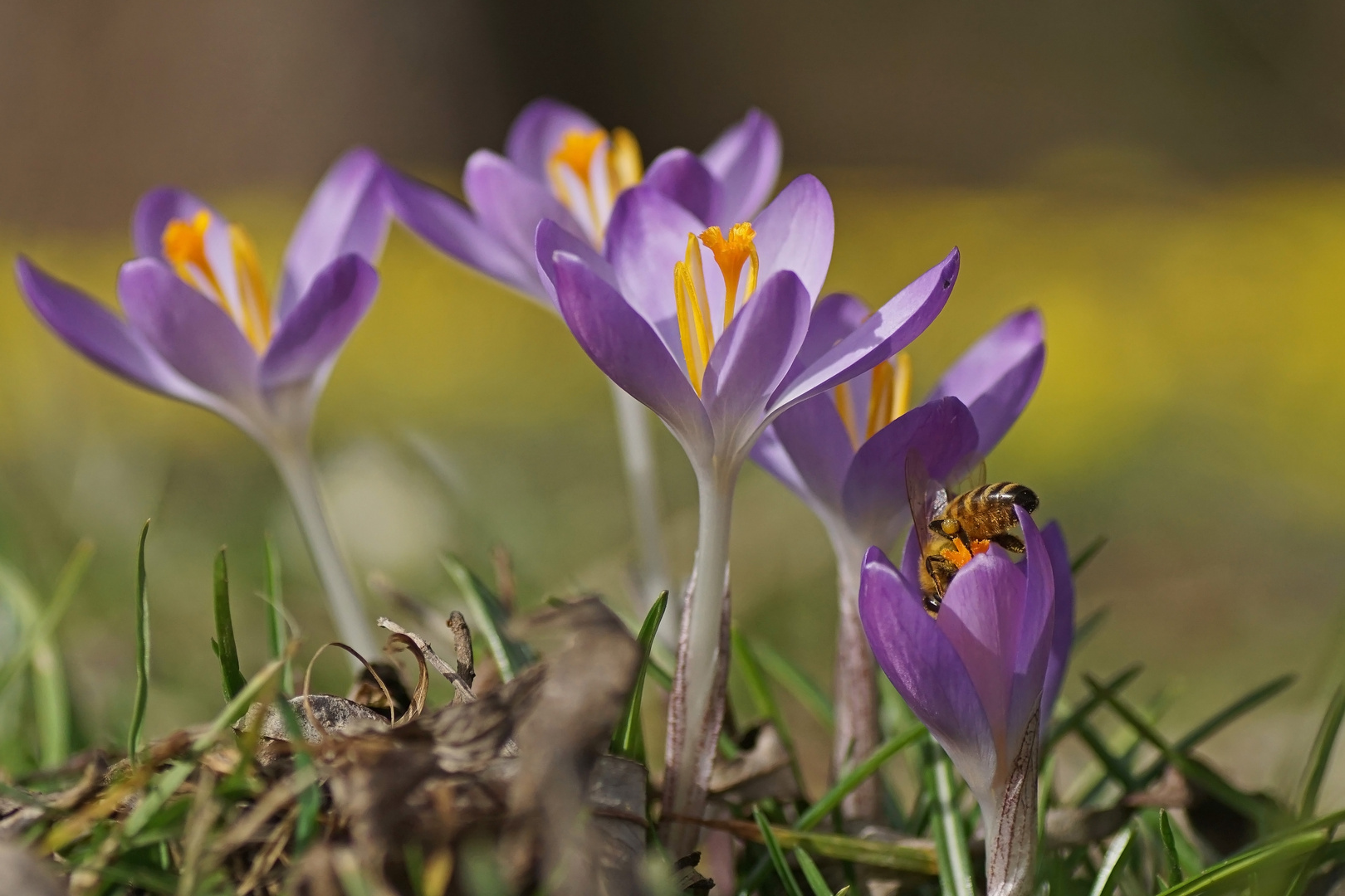 Krokusse mit Besuch