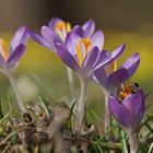 Krokusse mit Besuch