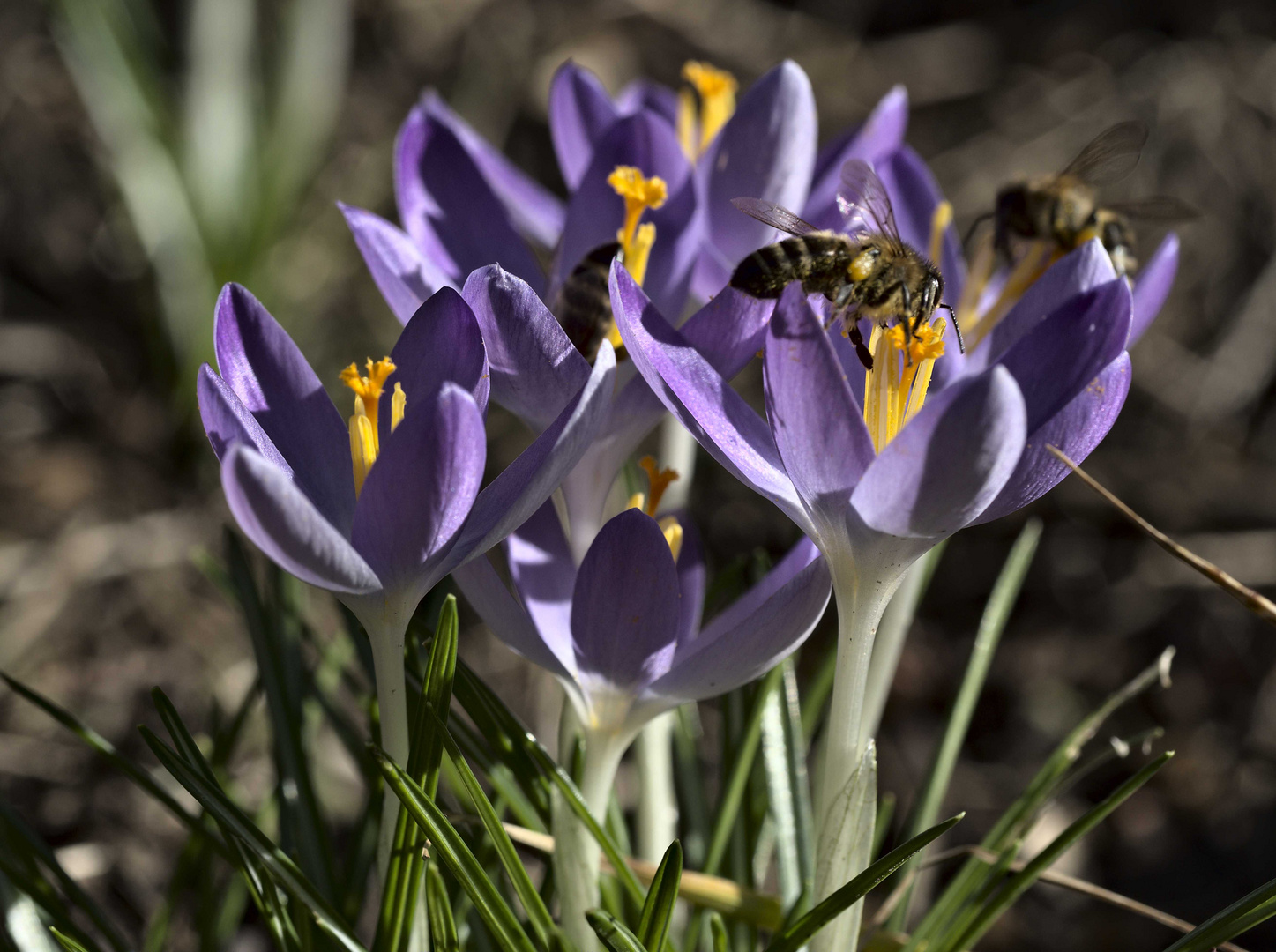 Krokusse mit Besuch