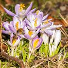 Krokusse mit Bienen