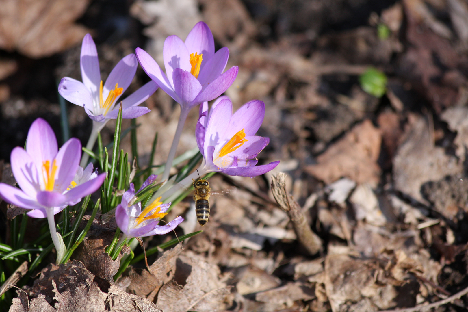 Krokusse mit den ersten Bienen