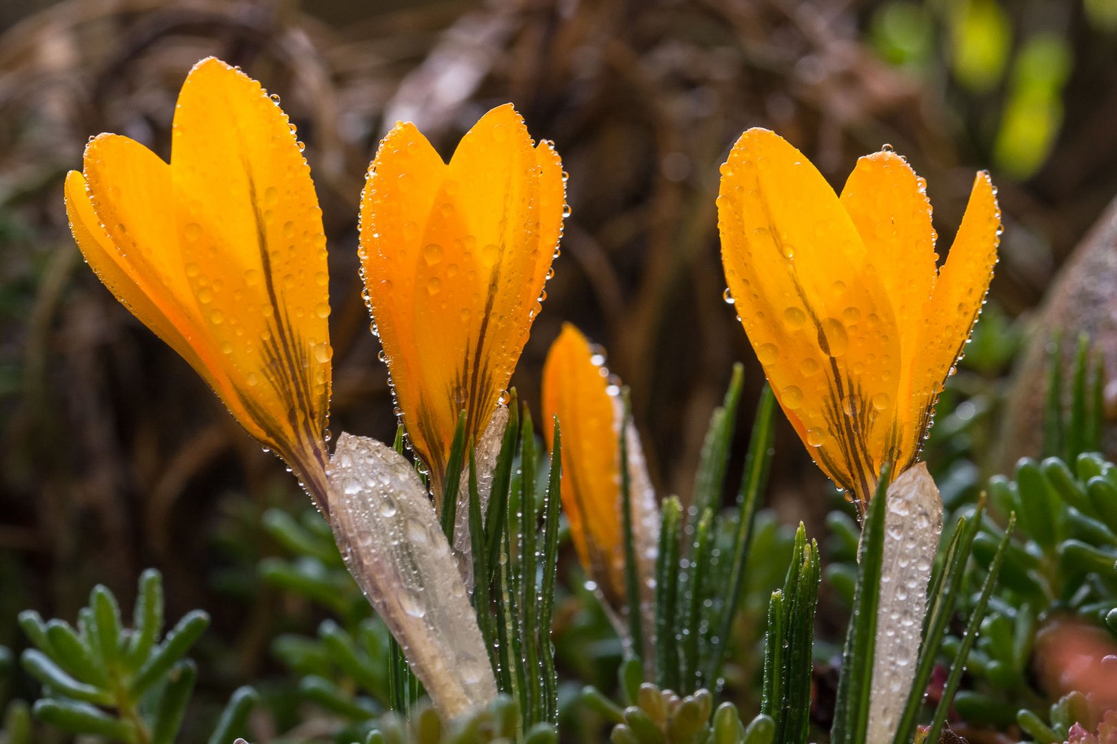 Krokusse mit Morgentau