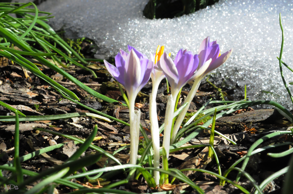 Krokusse mit Schnee (2)