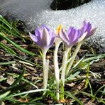 Krokusse mit Schnee (2)