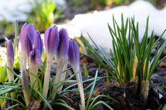 Krokusse mit Schnee