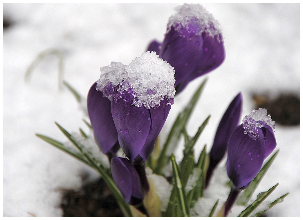 Krokusse mit Schneehaube