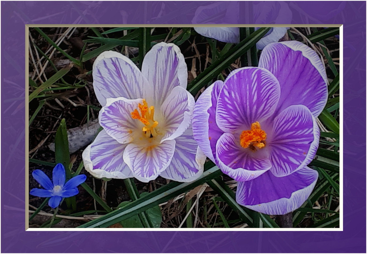 Krokusse mit Scillablüte