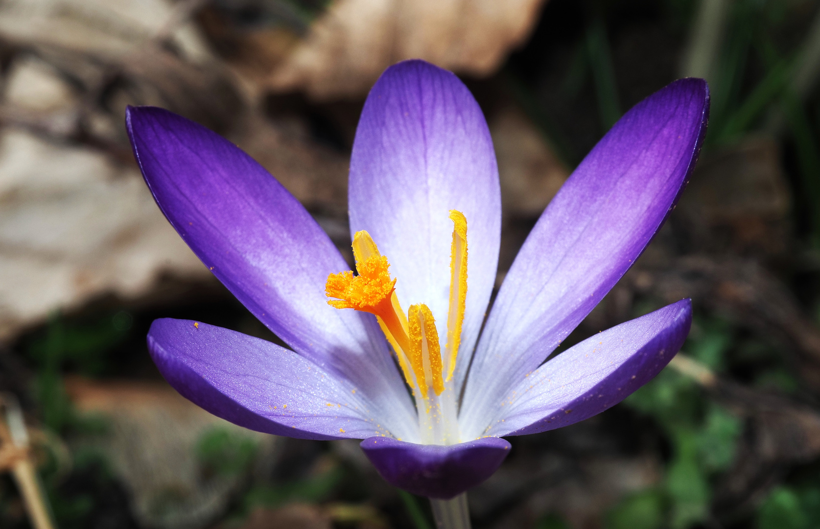 Krokusse mit Stempel