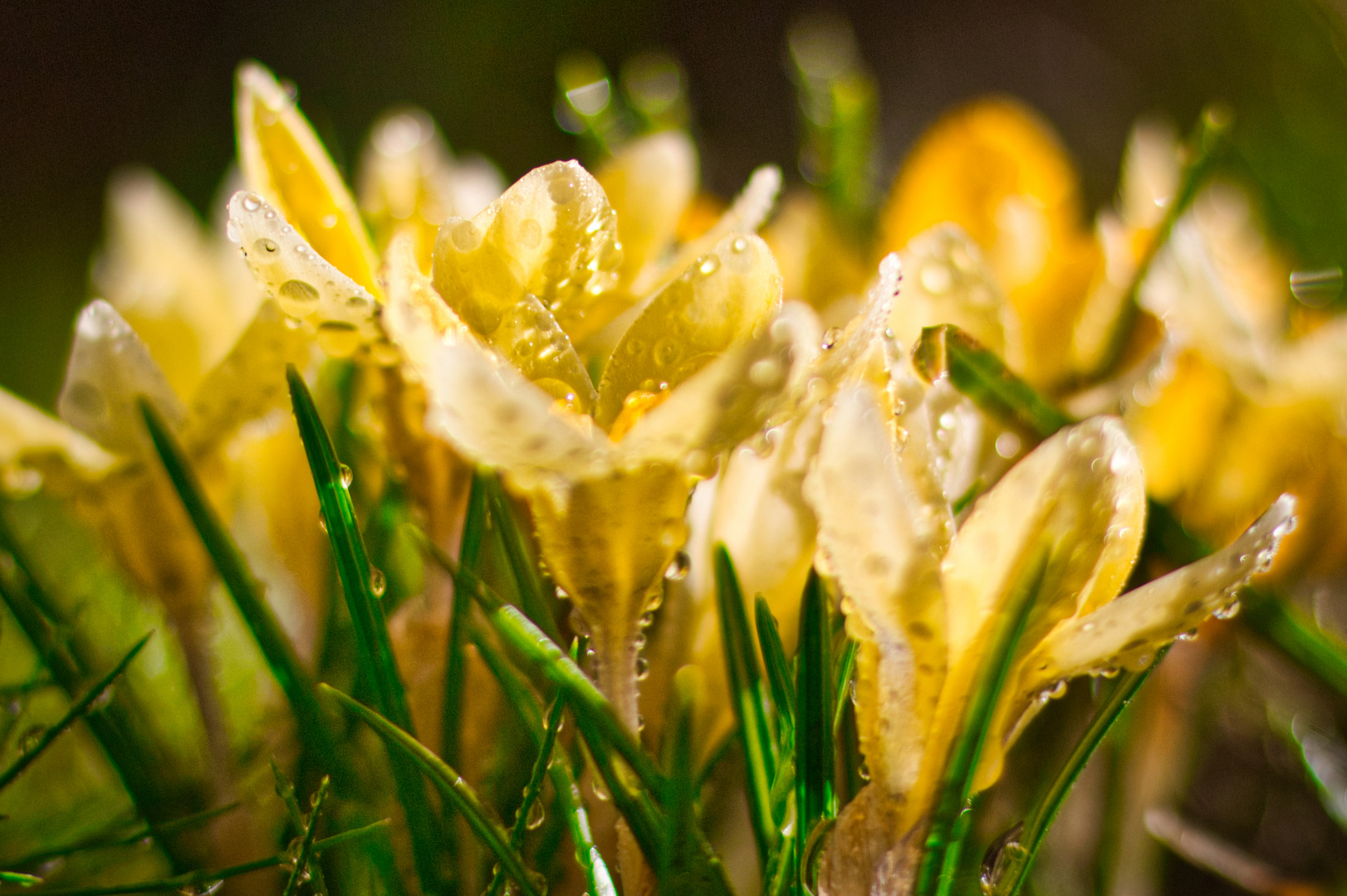 Krokusse mit Wasser