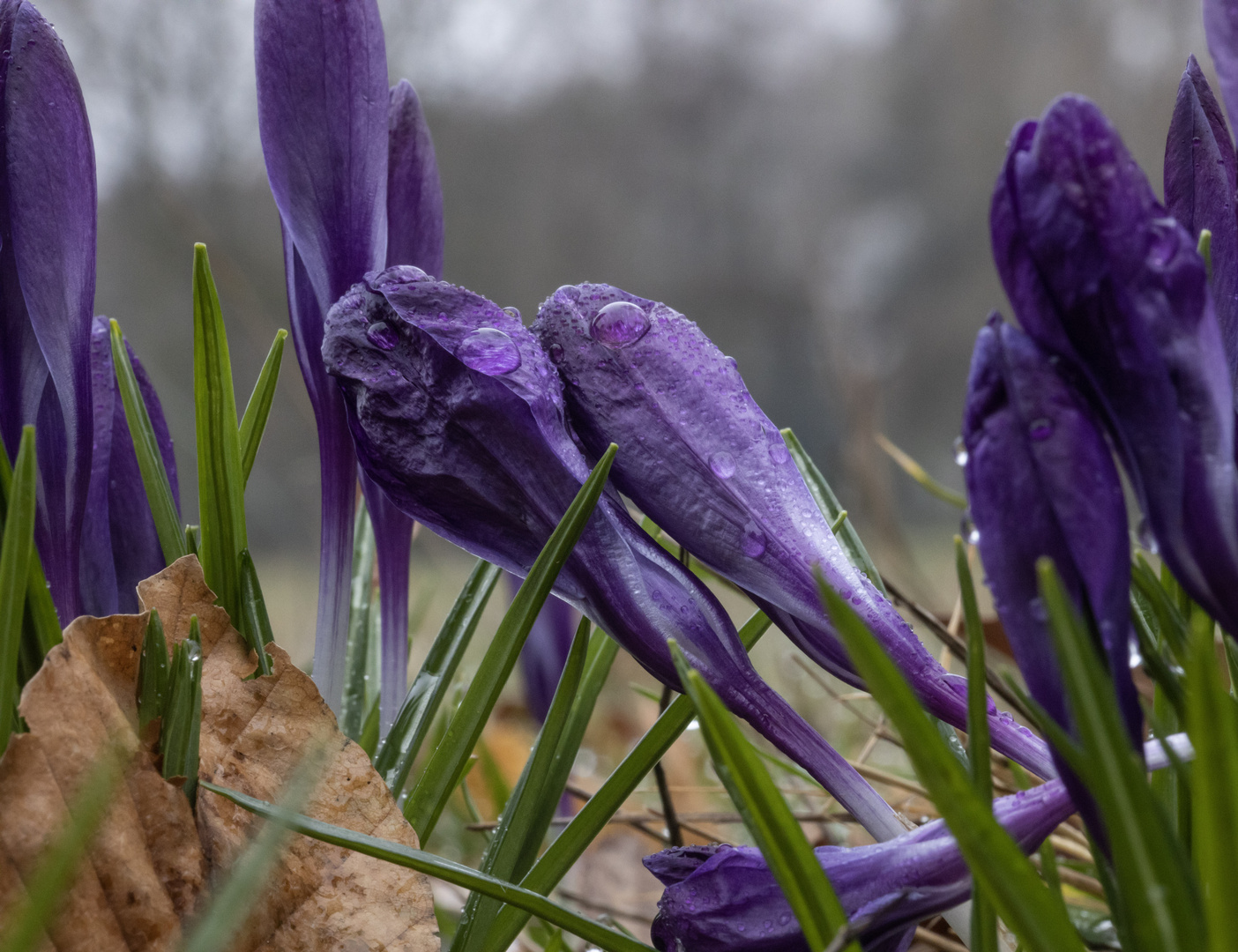 Krokusse nach dem Regen 2/3