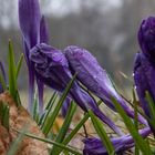 Krokusse nach dem Regen 2/3