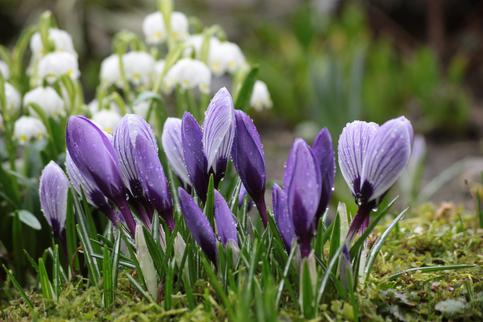 Krokusse nach dem Regen 3