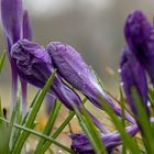 Krokusse nach dem Regen 3/3