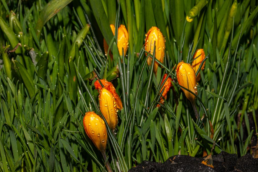 Krokusse nach dem Regen