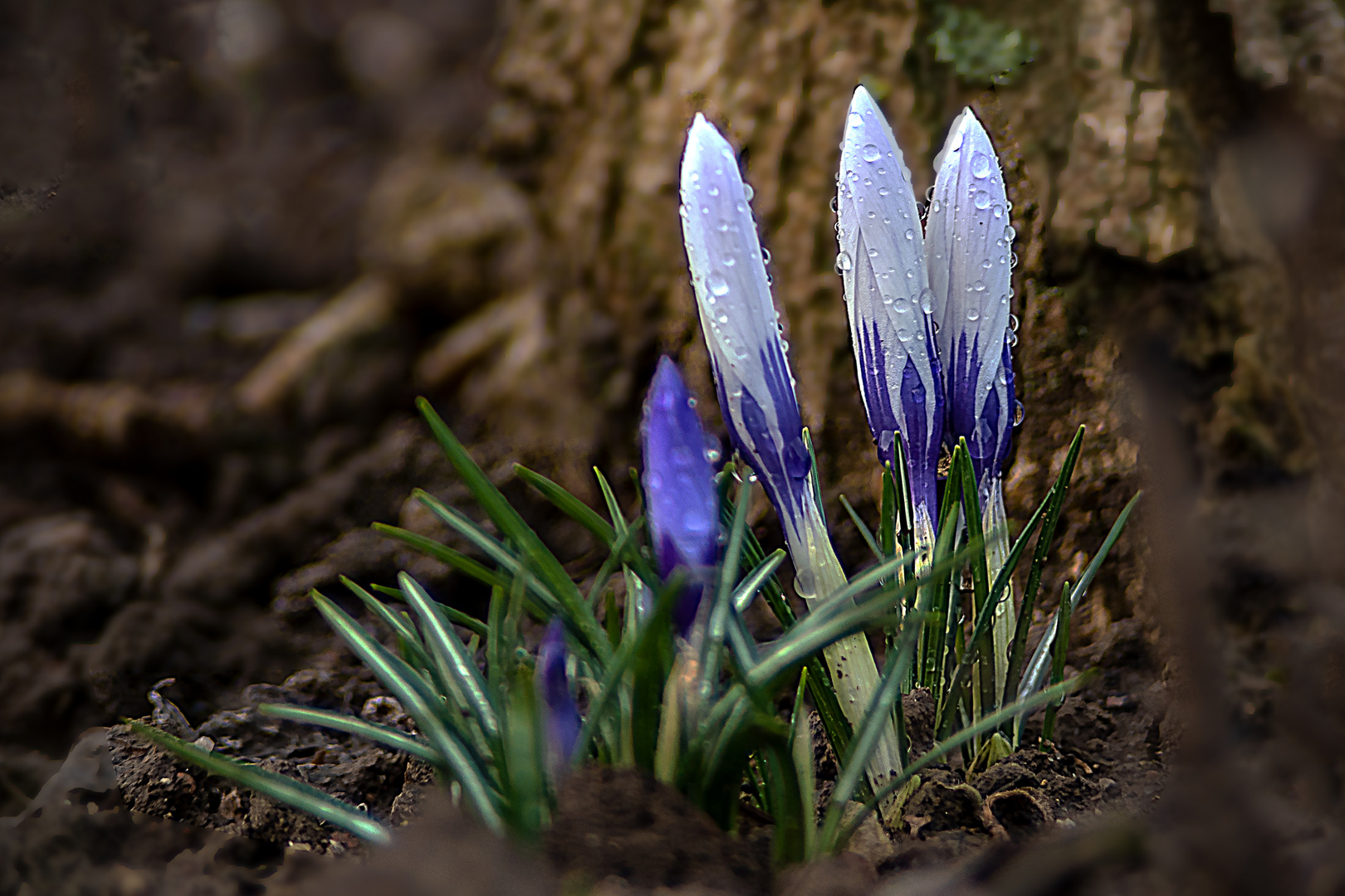 Krokusse nach dem Regen