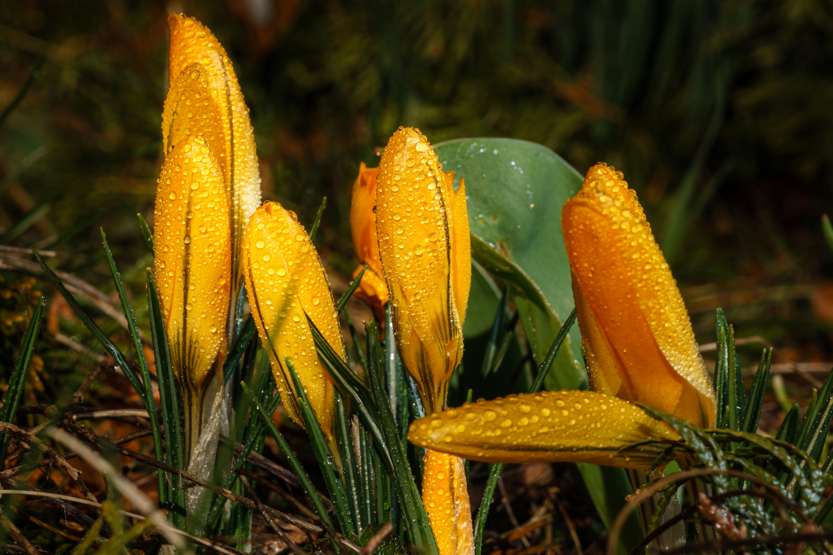 Krokusse nach Regen