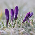 Krokusse nach zartem Nachtfrost