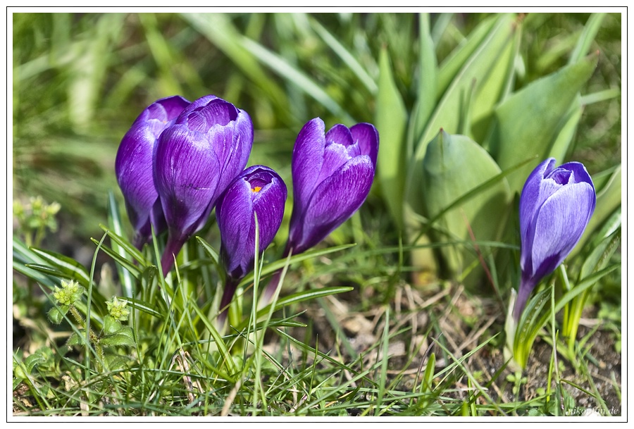 Krokusse - nun ist Frühling