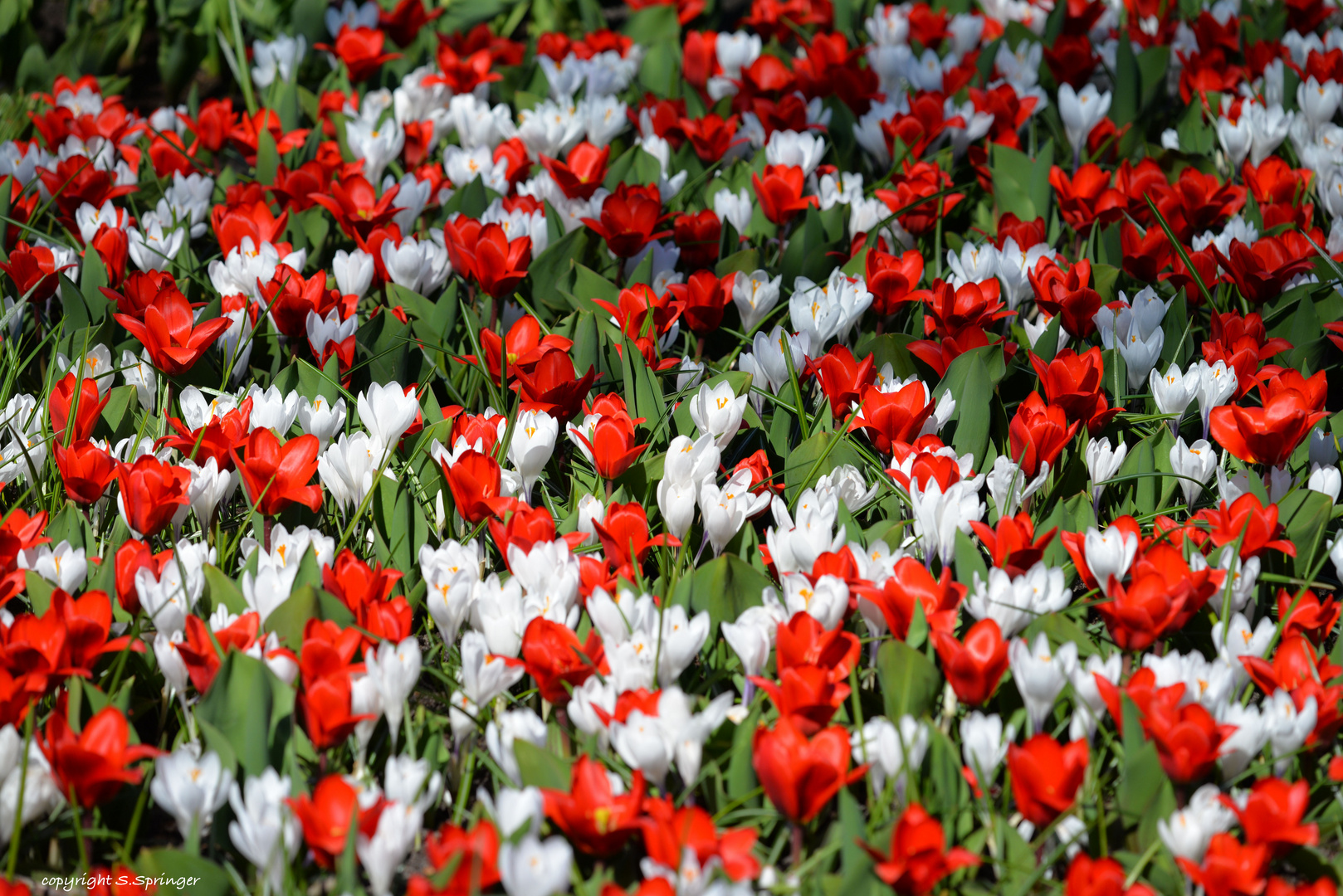 Krokusse rot-weiss