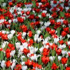 Krokusse rot-weiss