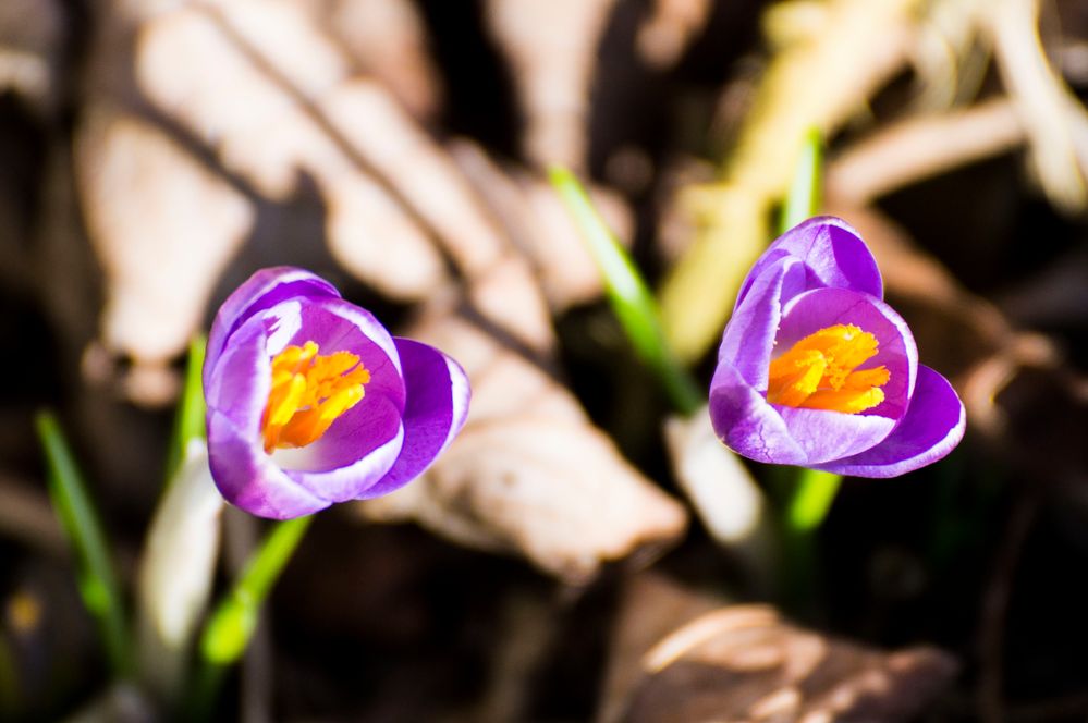 ... Krokusse schieben sich durchs Laub des Vorjahres ...