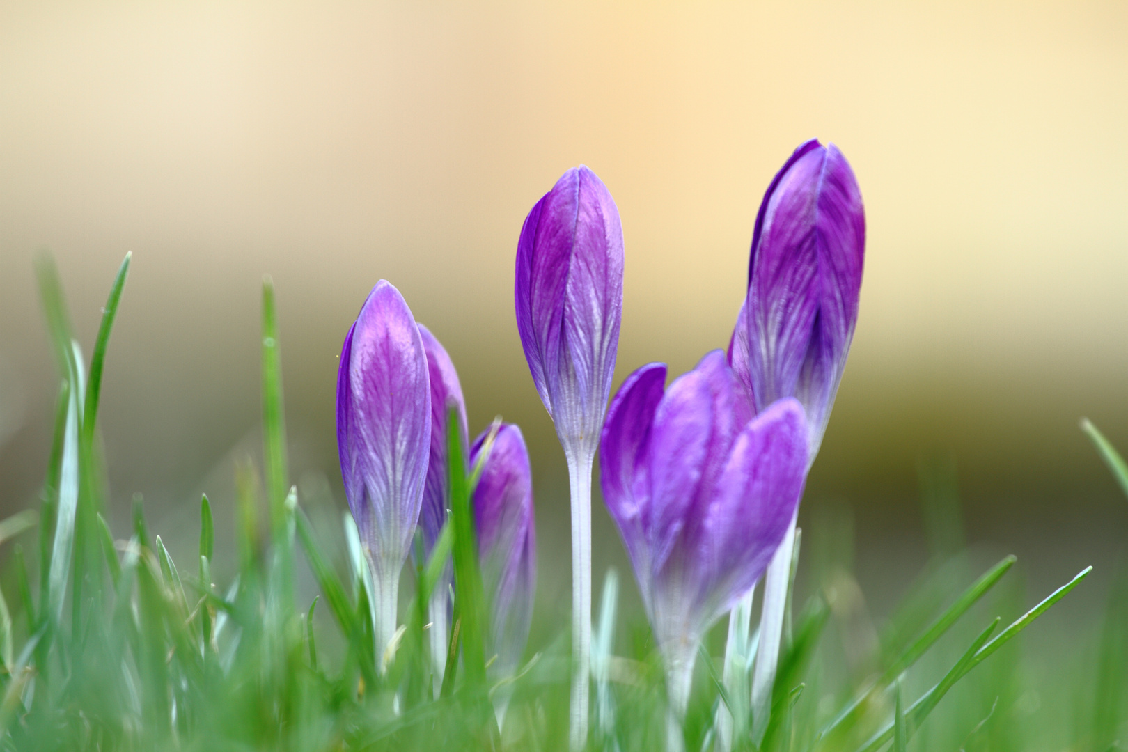 Krokusse ... schöne lila Blümchen