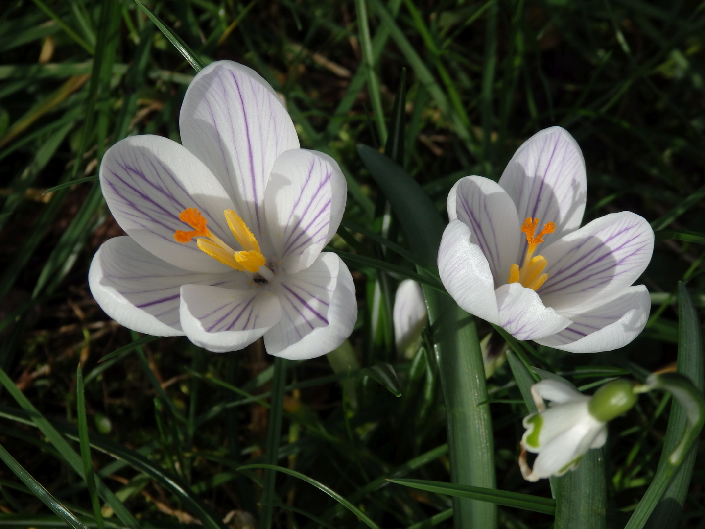 Krokusse - sie leuchten in der Sonne